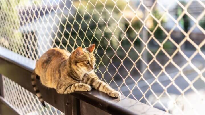 Gato deitado perto de local telado