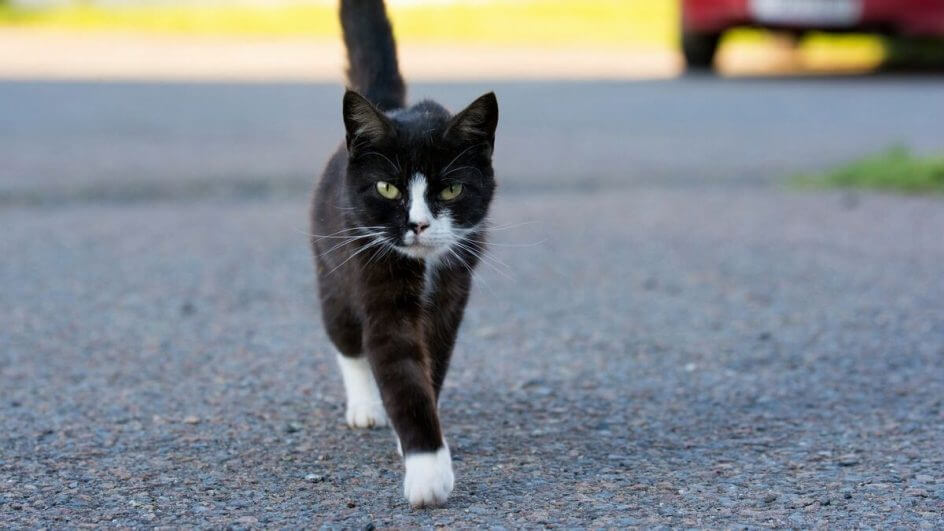Gato branco e preto andando na rua