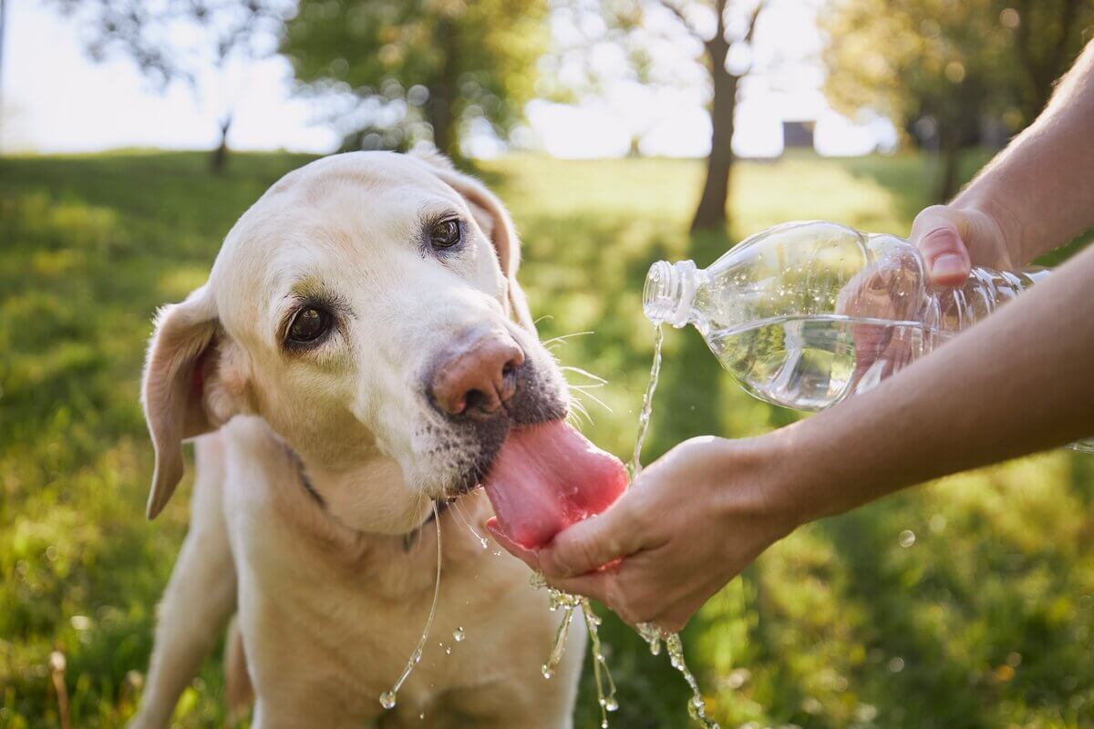Cachorro tomando água