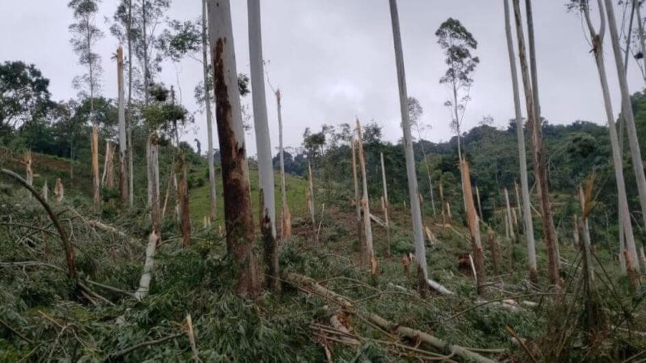 Indígena morre após árvore cair sobre ele em SC