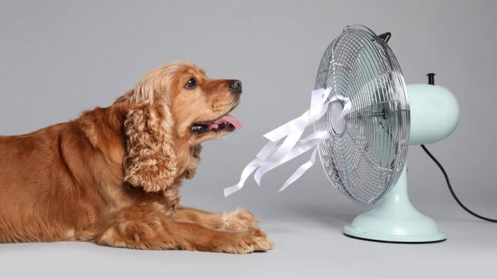 Cachorro deitado em frente a um ventilador