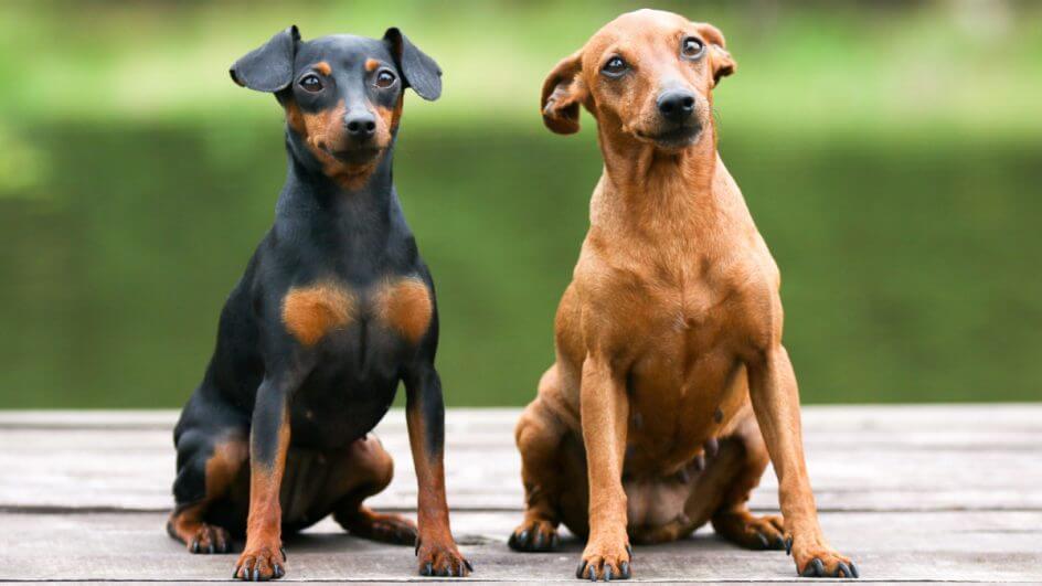 Dois pinschers miniatura alemão, um preto e marrom e outro caramelo, sentados ao ar livre em um cais de madeira com fundo verde