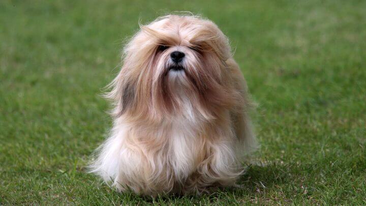 Cachorro da raça lhasa apso correndo na grama