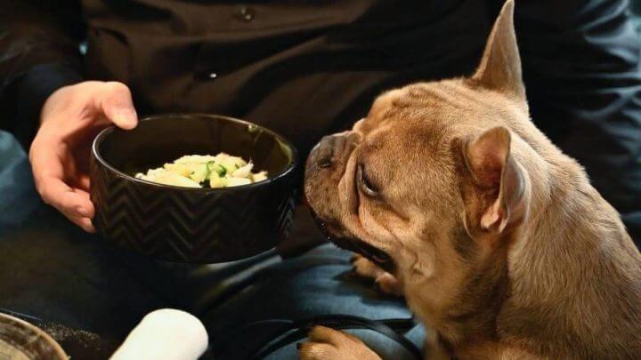 Saudáveis, diversos e saborosos: veja os pratos do primeiro restaurante para cães