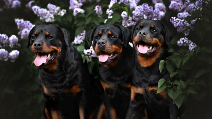 Três rottweilers na frente de flores