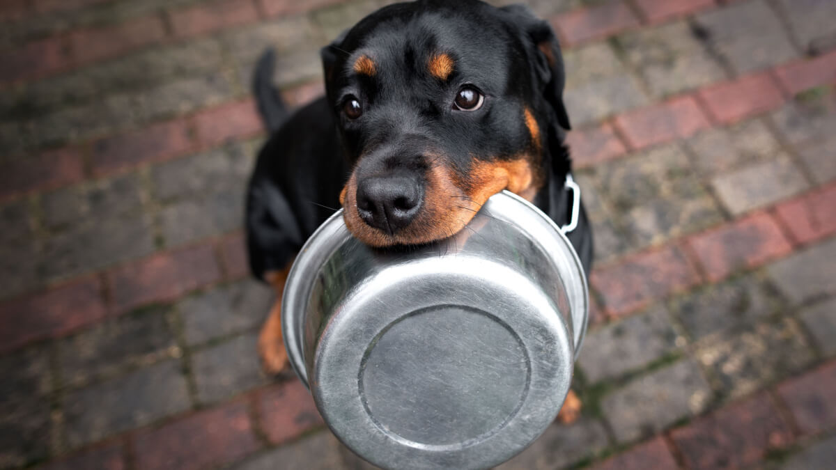 Filhote de rottweiler com vasilha de comida na boca