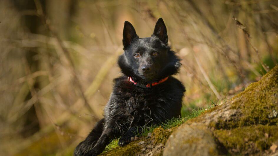 Uma cadela de schipperke está sentada na grama
