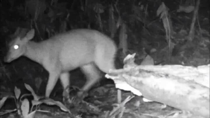 Espécie de veado é flagrada pela primeira vez em Criciúma