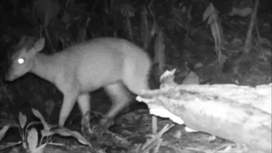 Espécie de veado é flagrada pela primeira vez em Criciúma