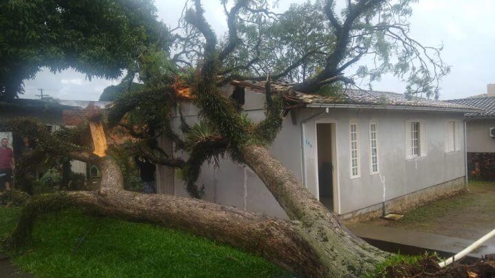 Ventania derruba árvores em cidades do Sul de SC neste sábado