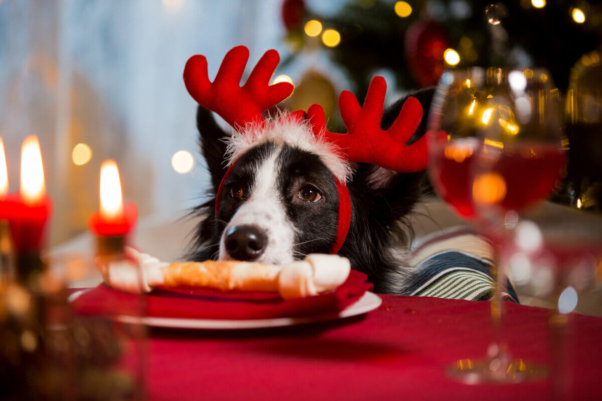 Pratos festivos podem ser prejudiciais à saúde dos cachorros (Imagem: Aleksandra Suzi | Shutterstock)