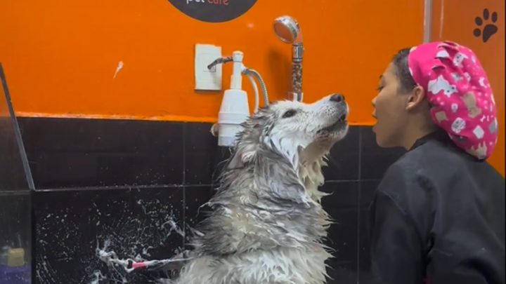 Banho no cachorro husky