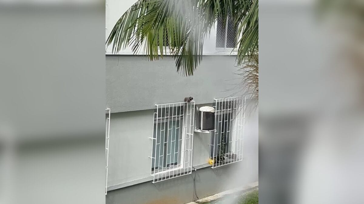 Sagui em apartamento em Florian&oacute;polis