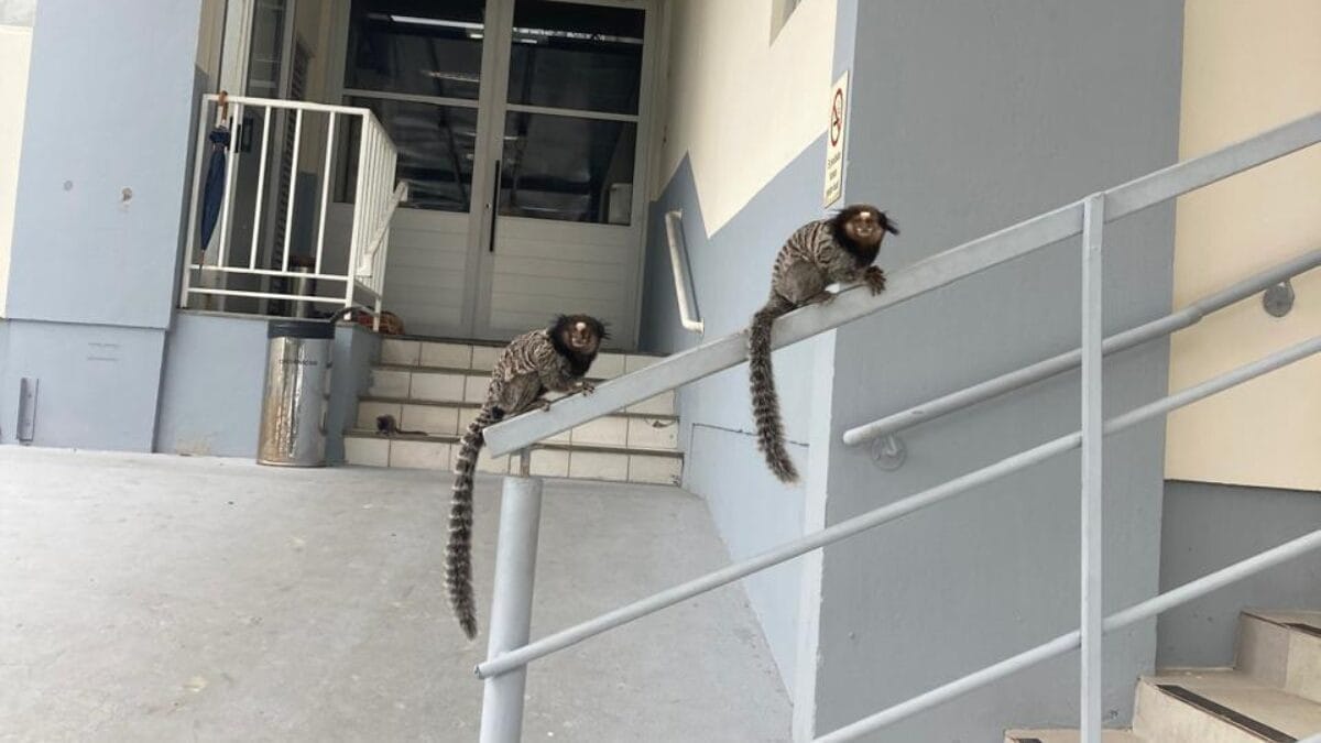 Sagui no Morro da Cruz