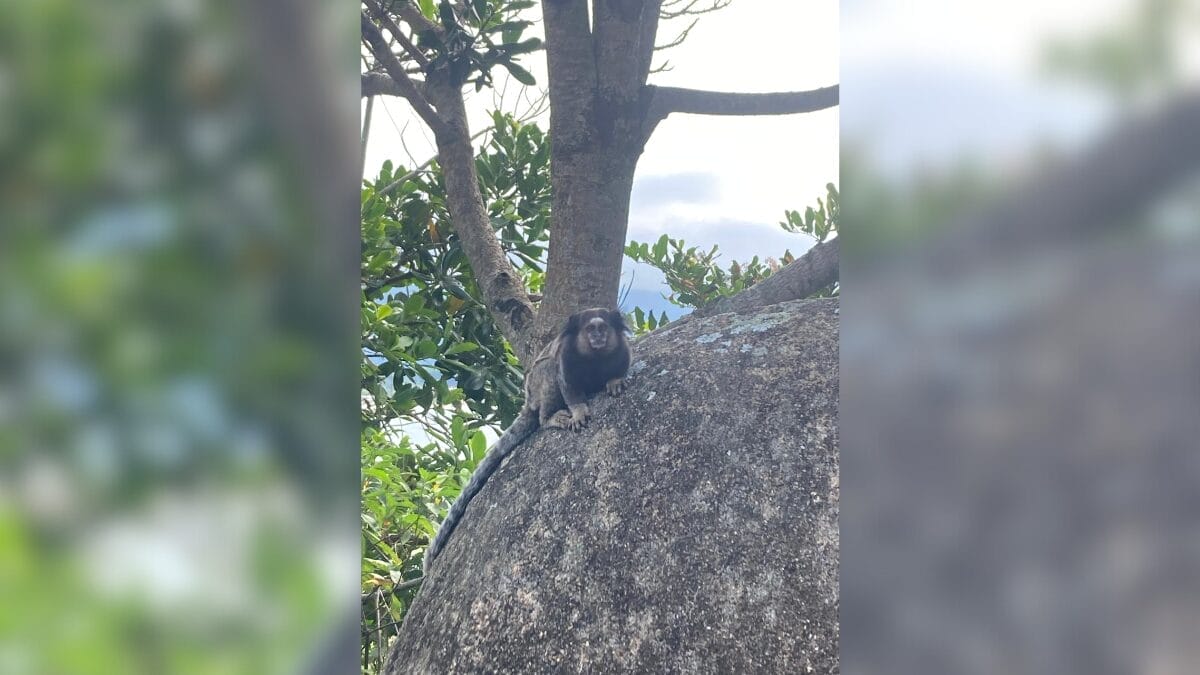 Sagui em trilha na Barra da Lagoa