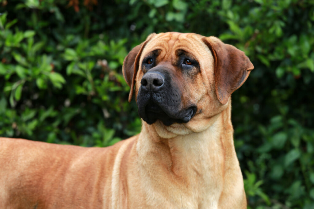 Cachorros da ra&ccedil;a boxer s&atilde;o muito animados (Imagem: acceptphoto | Shutterstock)