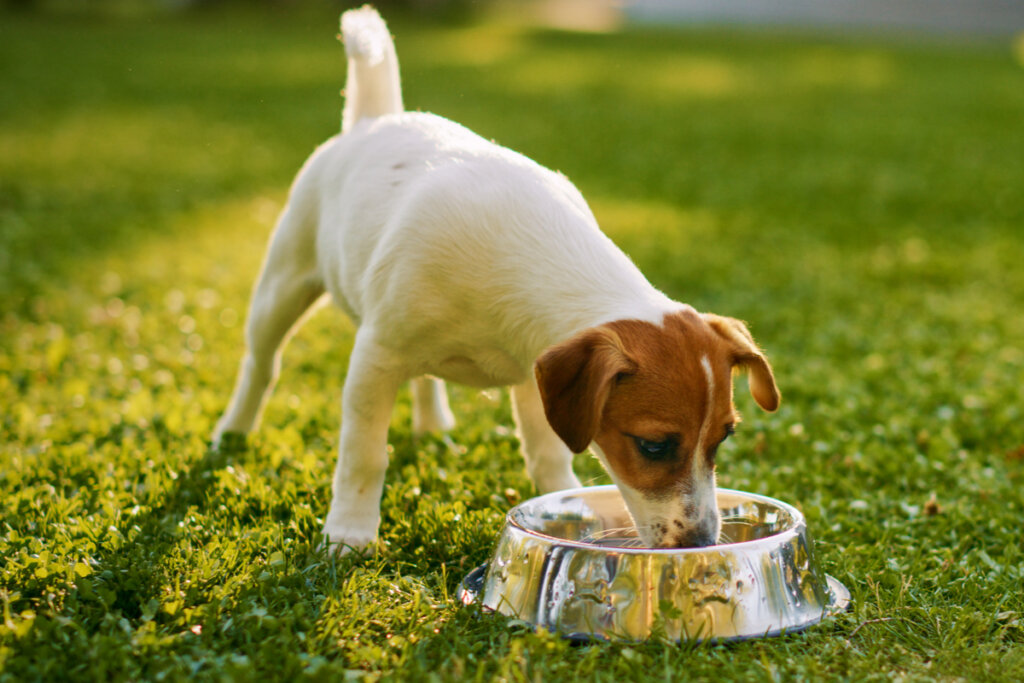 Deixar mais de um pote com água espalhado pelo ambiente incentiva os pets a beberem água (Imagem: Gorodenkoff | Shutterstock)