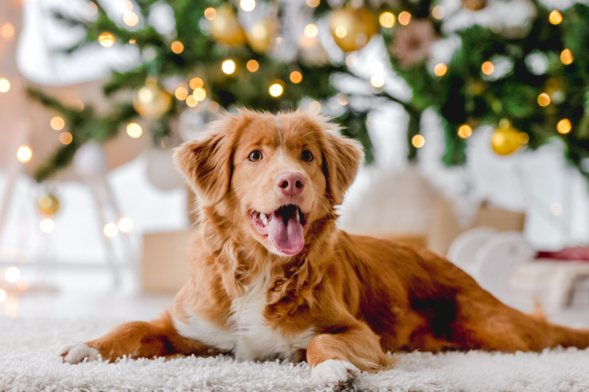 Se o seu pet é um animal mais tímido, retraído, pode ser interessante avisar aos convidados de que precisam respeitar os limites dele (Imagem: Tatyana Vyc | Shutterstock)