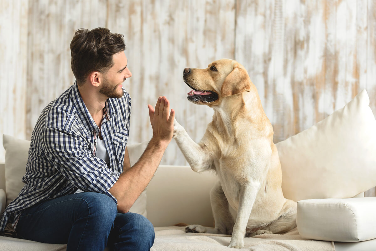 As principais formas de comunicação canina são a corporal, a vocal e a semioquímica (Imagem: Olena Yakobchuk | Shutterstock)