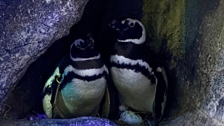 Casal de pinguins Rachel e Chandler se revezam para nascimento dos filhotes em Balneário Camboriú