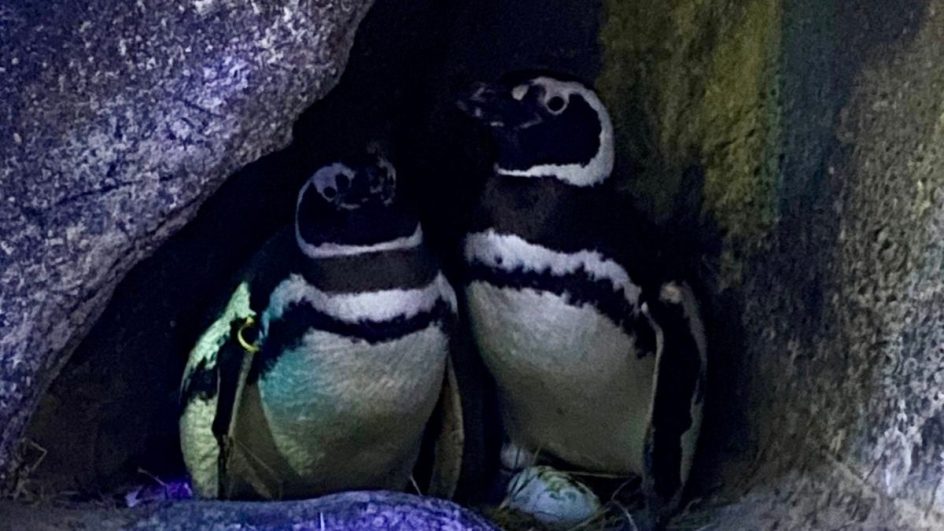 Casal de pinguins Rachel e Chandler se revezam para nascimento dos filhotes em Balneário Camboriú