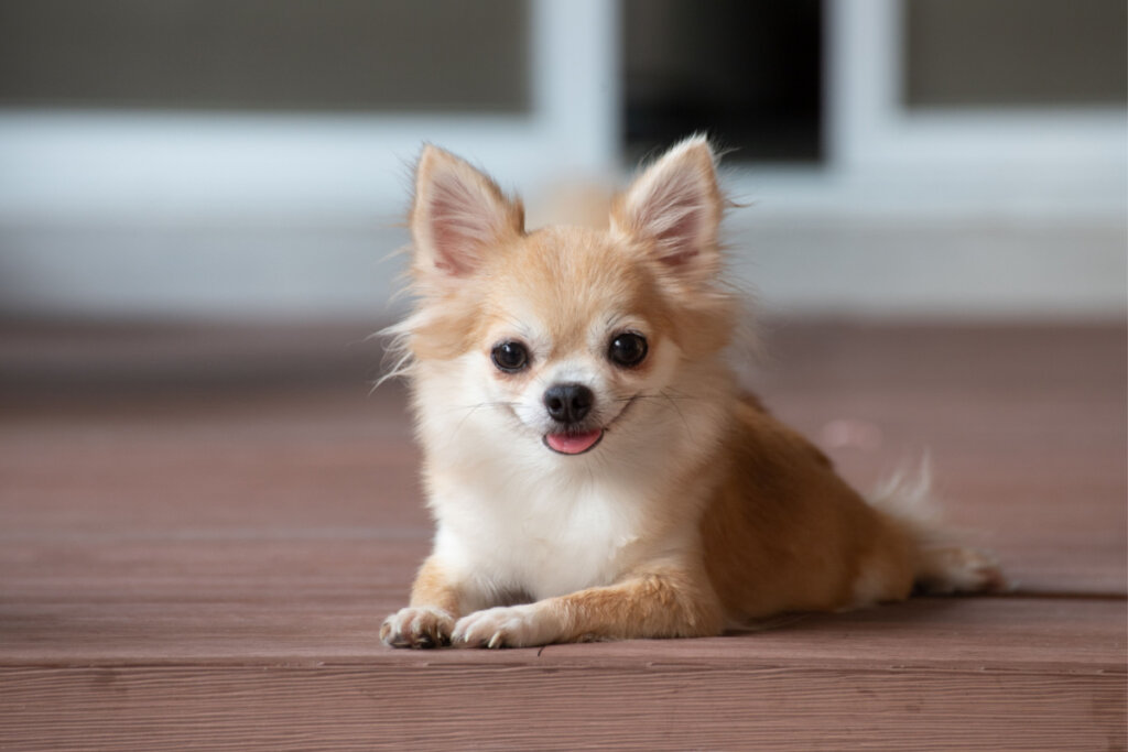 A lealdade intensa dos chihuahuas pode levá-los a latir como forma de proteção (Imagem: Ratchat | Shutterstock)