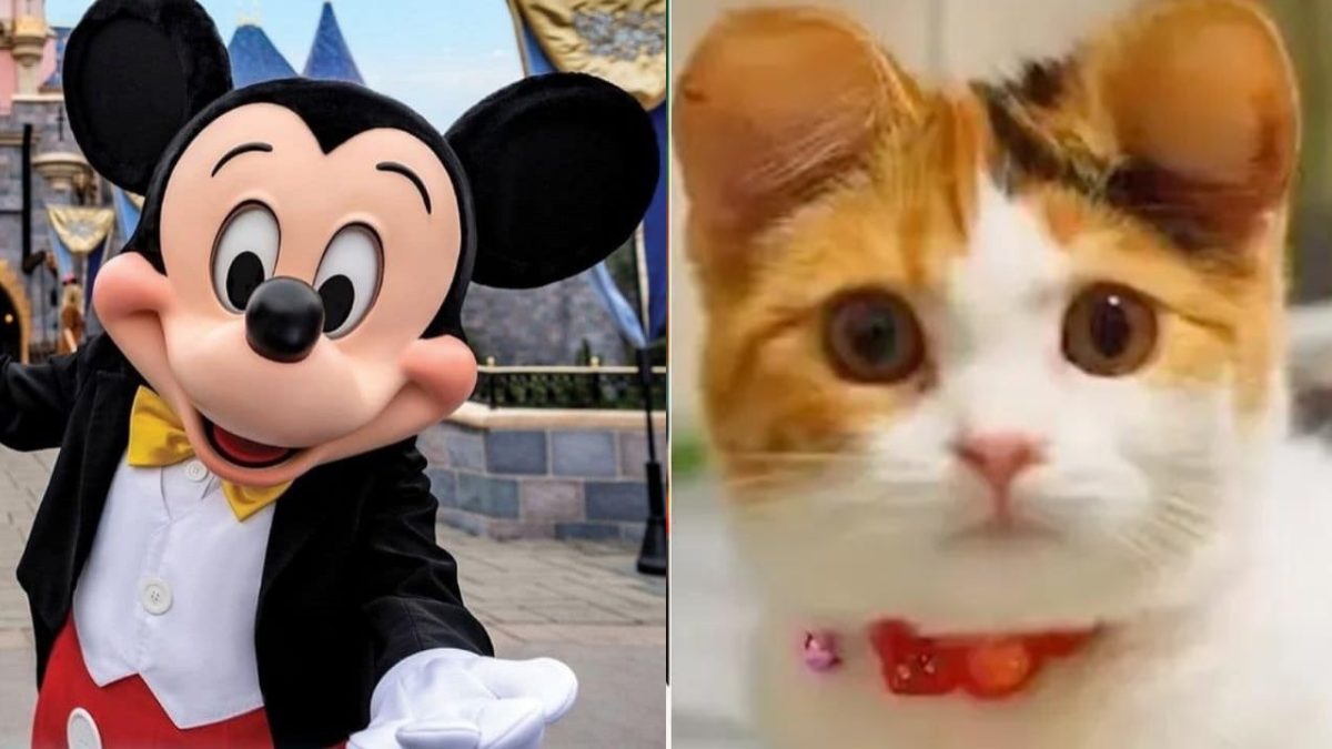 Cirurgia de "orelhas de Mickey" em pets