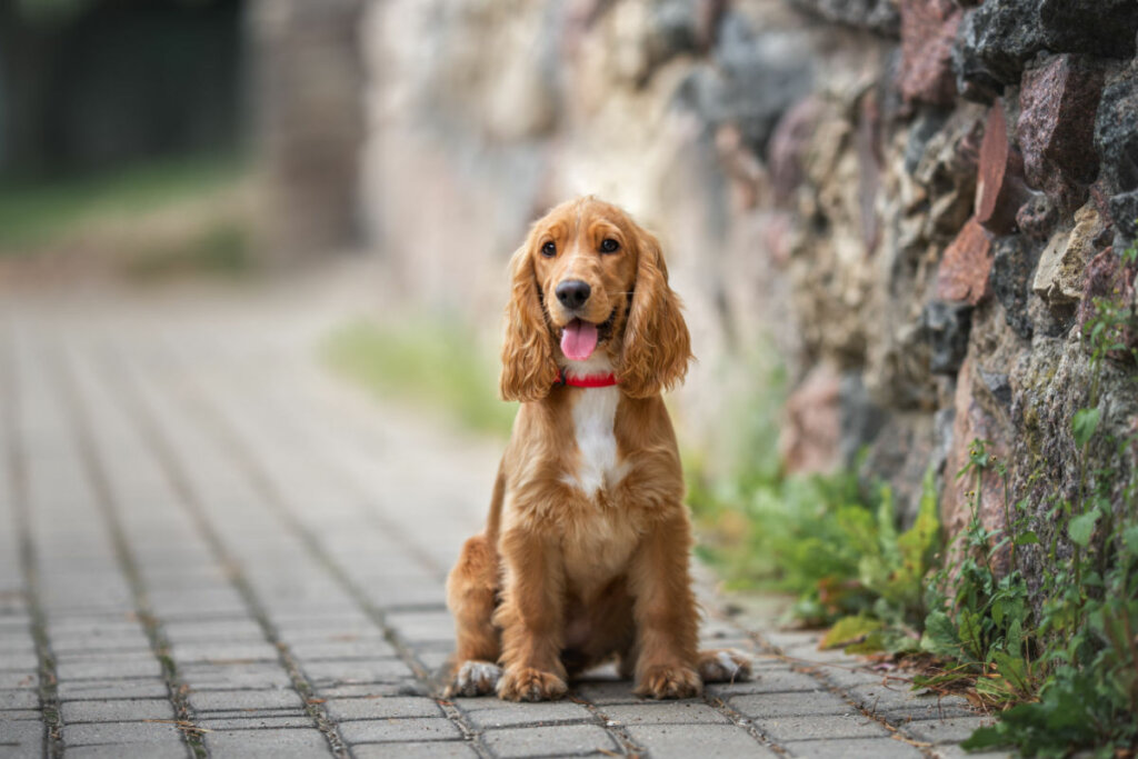 Quando se sentem ansiosos ou solitários, os cocker spaniels ingleses tendem a latir (Imagem: otsphoto | Shutterstock)
