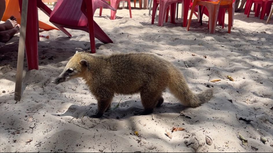 Da invasão ao sumiço como os quatis se tornaram símbolo da Ilha do Campeche