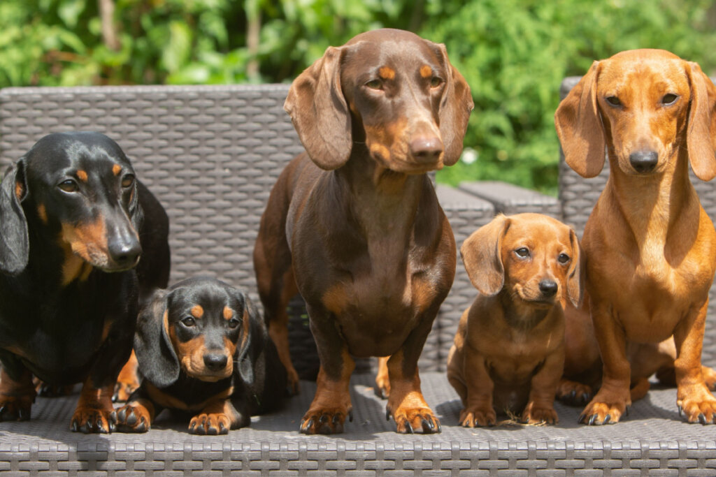 Os dachshunds costumam latir para mostrar confiança ou em resposta a estranhos (Imagem: 4sally scott | Shutterstock)