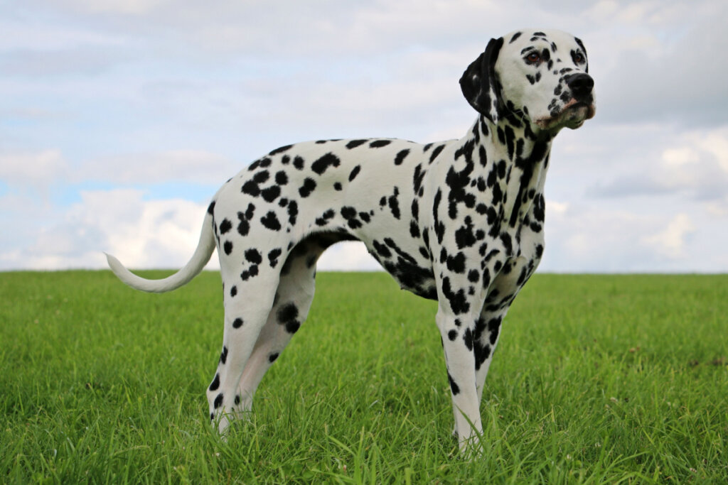 D&aacute;lmatas s&atilde;o ativos e adoram correr (Imagem: Bianca Grueneberg | Shutterstock)