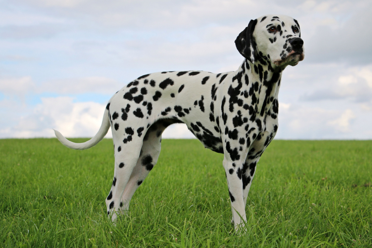 Apesar de alguns cães se adaptarem bem ao calor, é importante tomar alguns cuidados para garantir o conforto e bem-estar desses animais (Imagem: Bianca Grueneberg | Shutterstock)