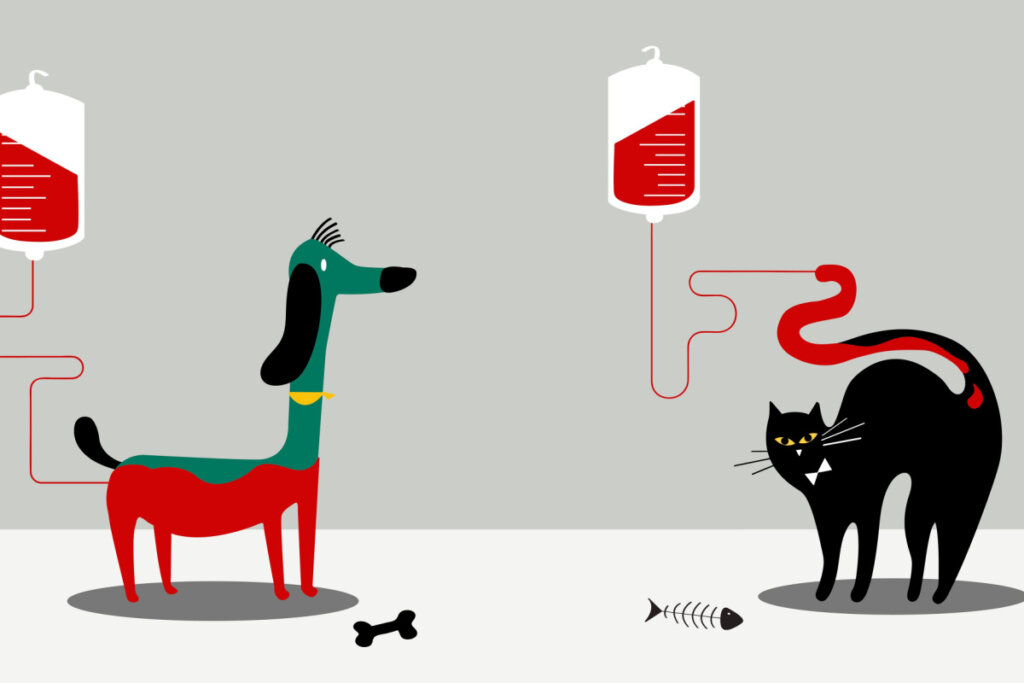 Cães e gatos podem ter diferentes tipos sanguíneos (Imagem: Rawpixel.com | Shutterstock)
