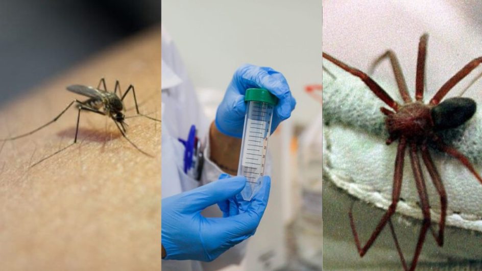 Dengue, doenças gastrointestinais e acidentes com animais peçonhentos são ocorrências comuns no verão de SC, segundo a Dive