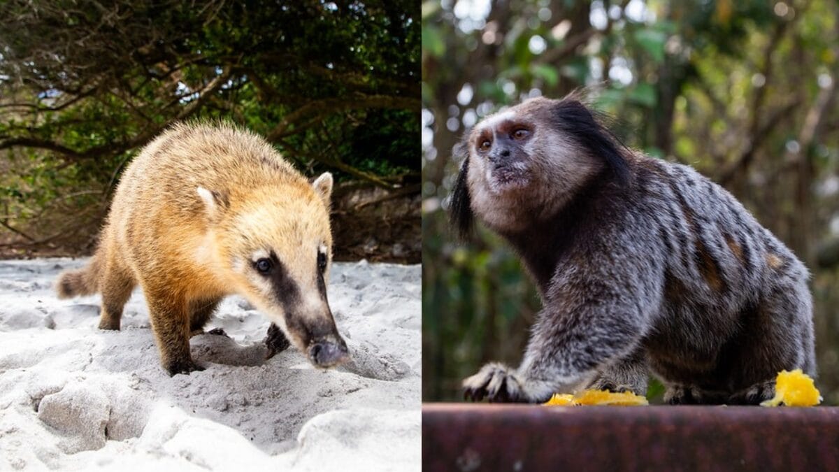 quati e sagui