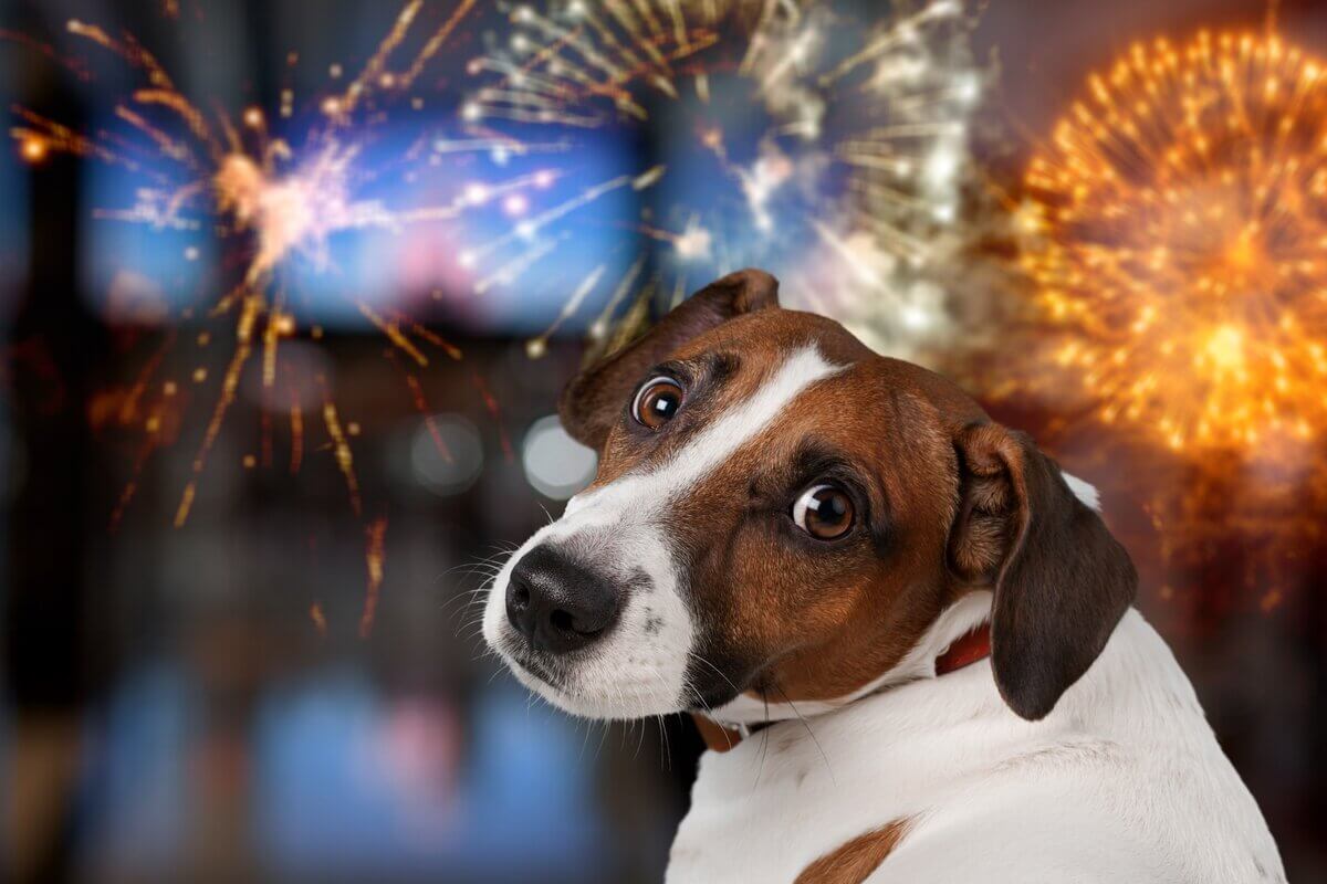 Fogos de artifício podem prejudicar a saúde dos cachorros (Imagem: Billion Photos | Shutterstock)