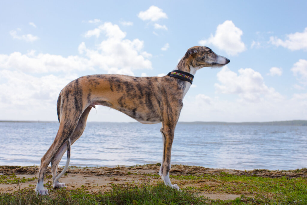 O galgo espanhol tem uma pelagem curta e lisa que o ajuda a dissipar o calor (Imagem: Irma07 | Shutterstock)