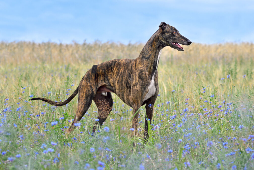 O galgo inglês tem uma pelagem curta que o ajuda a regular a temperatura corporal (Imagem: Natallia Yaumenenka | Shutterstock)