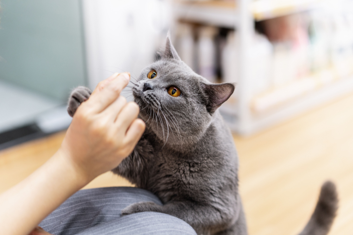 Alguns aromas específicos podem causar desconforto e até mesmo prejudicar a saúde dos gatos (Imagem: Anciens Huang | Shutterstock)