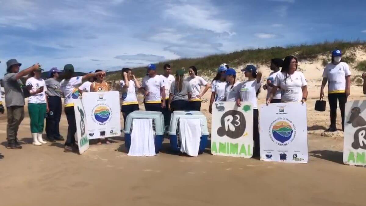 Grupo de pinguins volta ao mar após resgate em Florianópolis