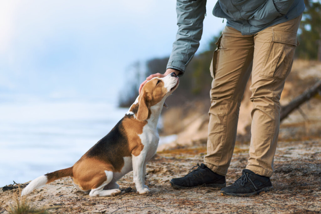 Oferecer a mão para o cachorro cheirar permite que o animal se familiarize com seu cheiro (Imagem: tetiana_u | Shutterstock)