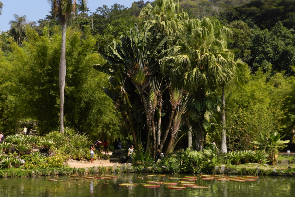 O Jardim Botânico do Rio de Janeiro é reconhecido pela exuberância de suas coleções de plantas e pela beleza de suas paisagens (Imagem: Luiz Barrionuevo | Shutterstock)
