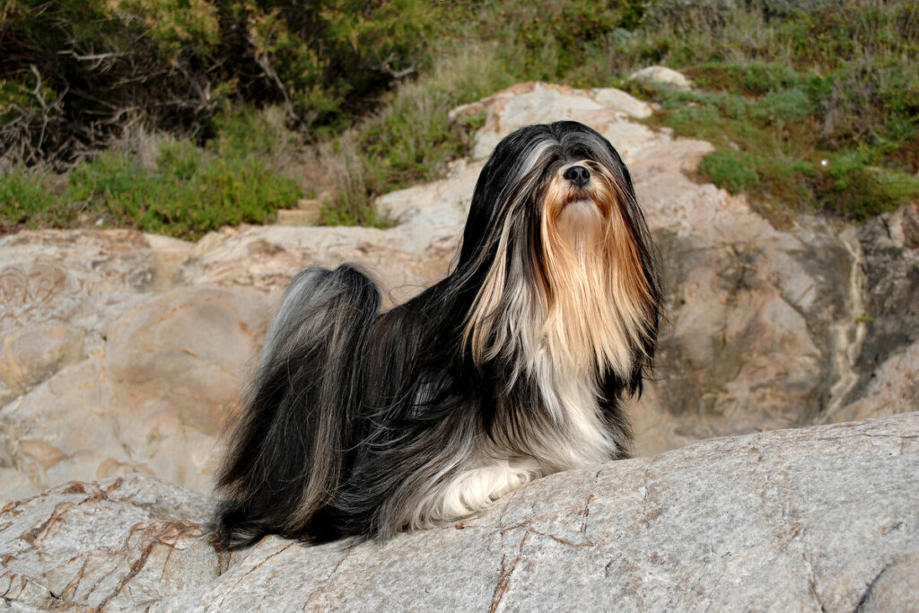 A pelagem densa do lhasa apso não permite que o calor penetre facilmente até a pele (Imagem: Ricantimages | Shutterstock)