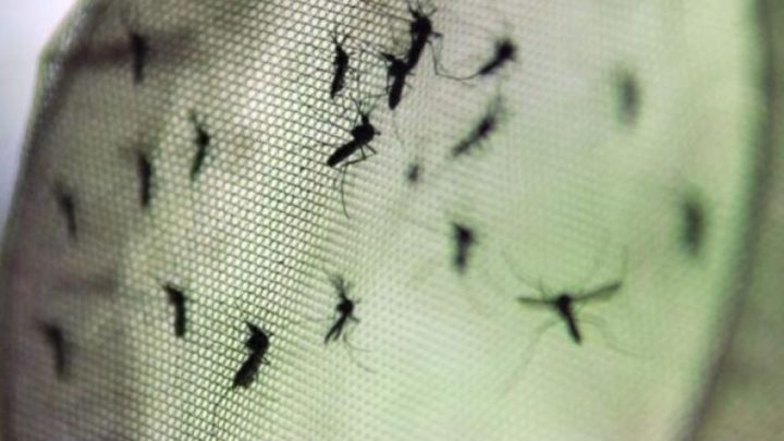 Estado bateu recorde de mortes por dengue pelo segundo ano consecutivo