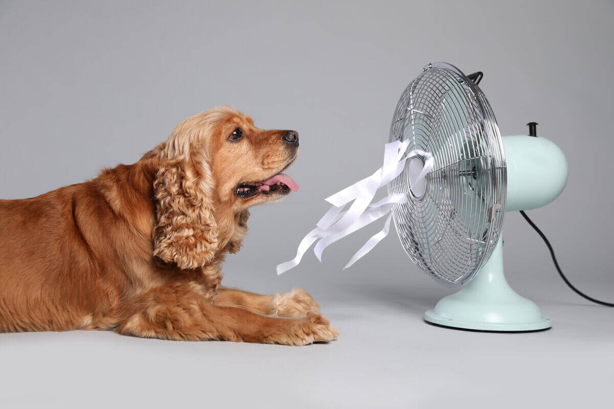 A respiração rápida e ofegante é um dos sinais mais comuns de que um cachorro está com calor (Imagem: New Africa | Shutterstock)
