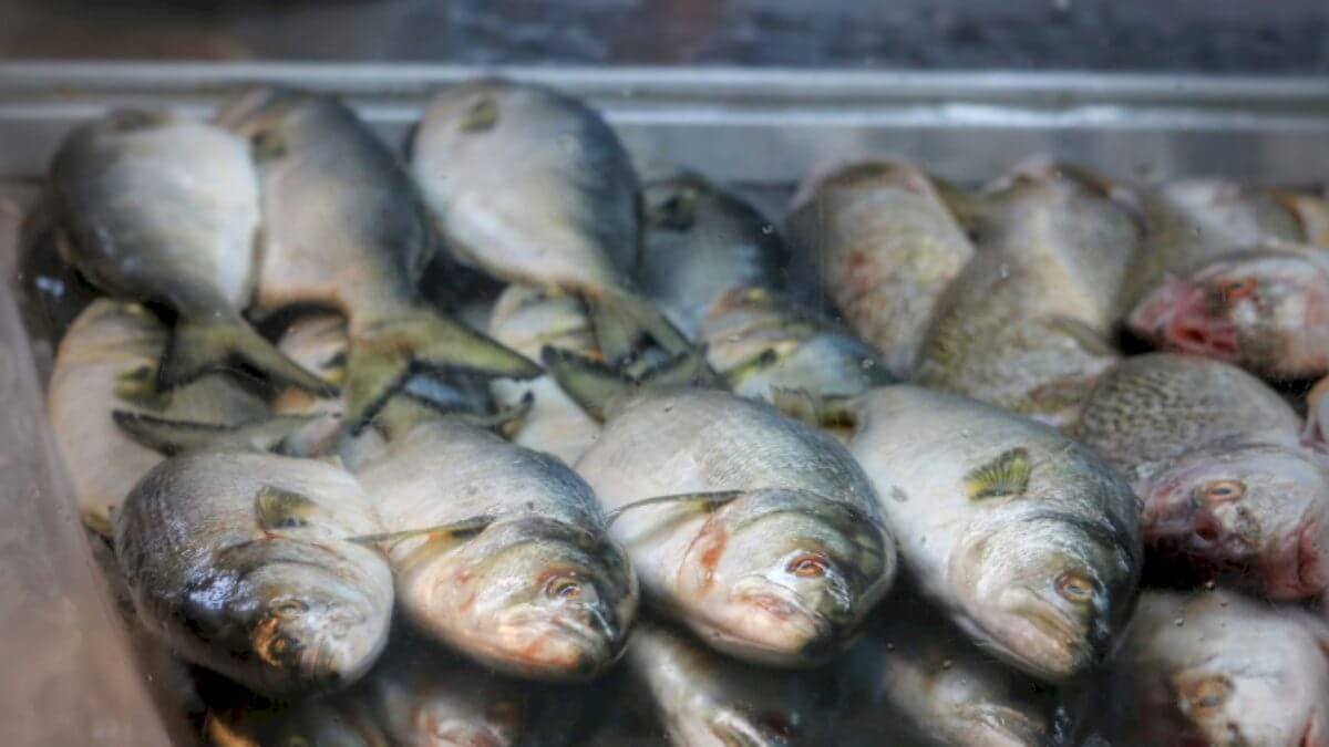 Polícia apreende mais de uma tonelada de pescado irregular em Florianópolis e Itajaí