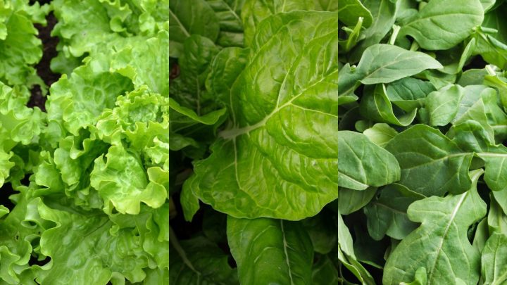 Ingredientes para saladas práticas alface, acelga e rúcula