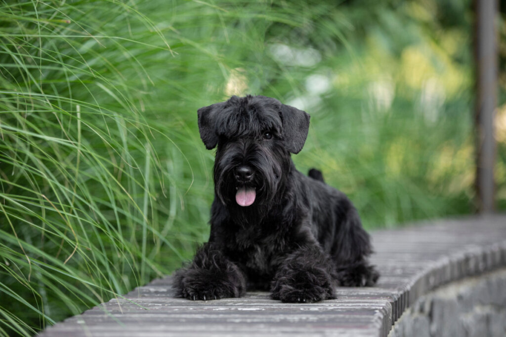 Devido à sua natureza territorial, os schnauzers podem ser barulhentos (Imagem: Svitlana Diuba | Shutterstock)