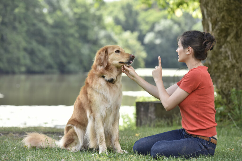 Treinar os pets com comandos pr&eacute;vios para relaxar evita problemas com os fogos de artif&iacute;cio (Imagem: goodluz | Shutterstock)