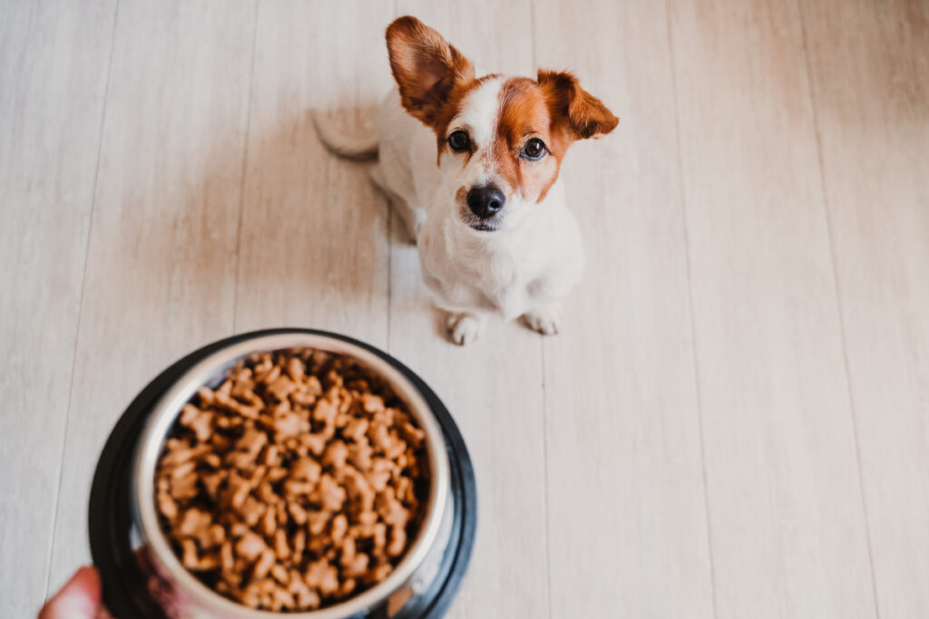 Seguir uma dieta equilibrada também é importante no pós-parto dos pets (Imagem: eva_blanco | Shutterstock)